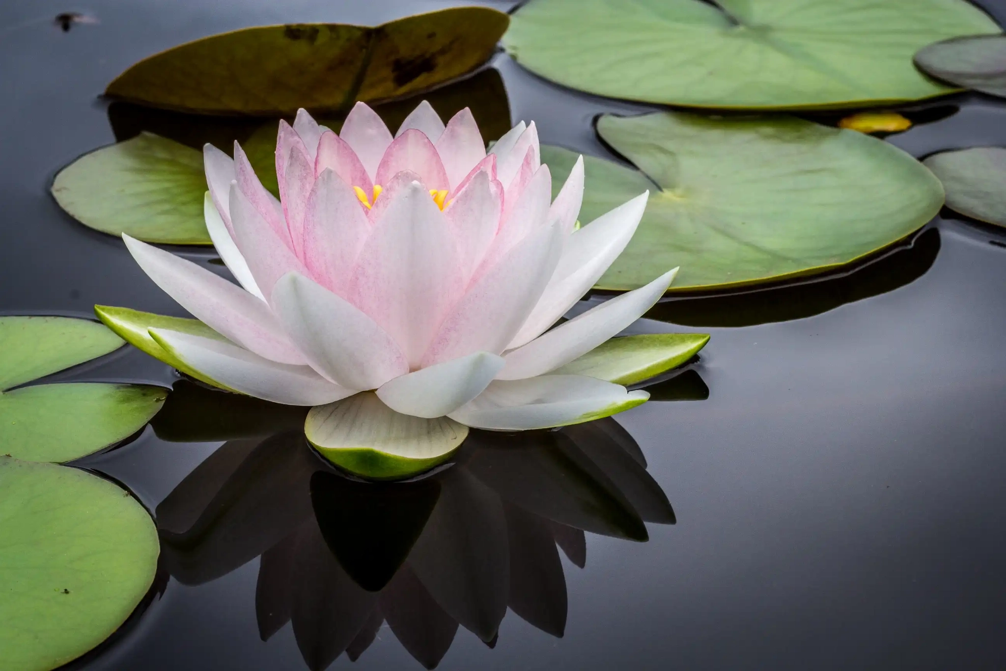 floating lilly pad